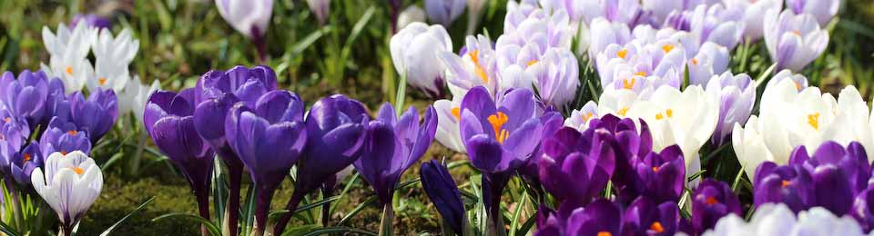 Crocus